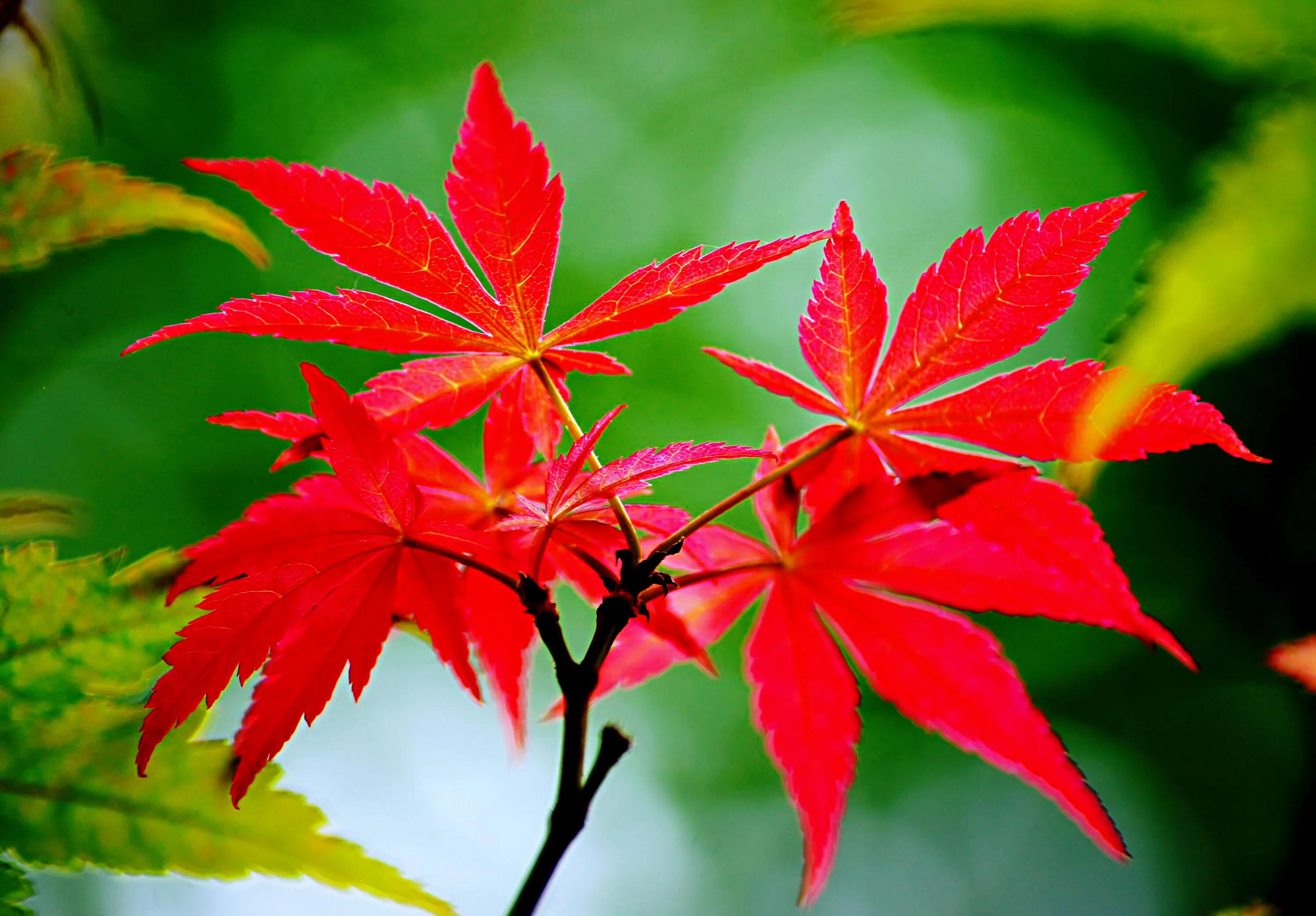 彩叶乔木撷英:红枫,紫叶合欢,金叶栾,紫叶矮樱,红叶复叶槭