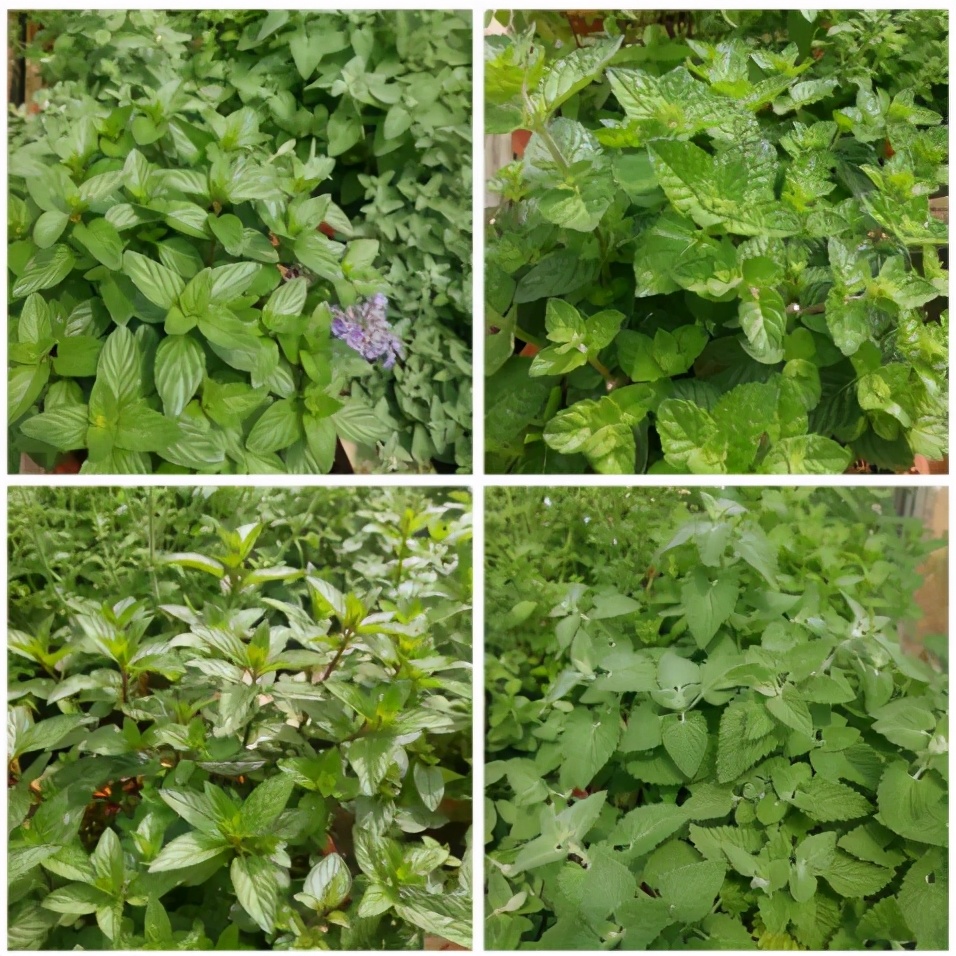 国家级一流！厉害了我的云南农大