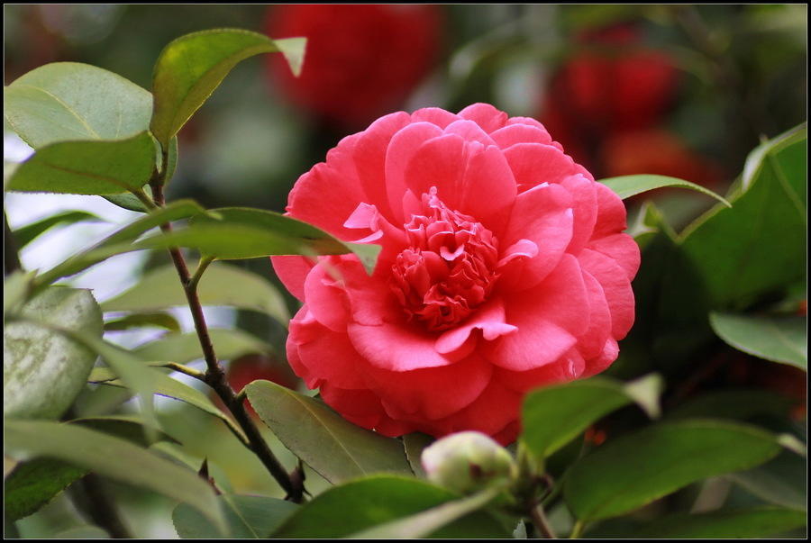 山茶花的叶子像什么（山茶花的繁殖及养护技巧）