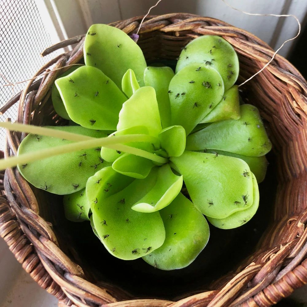 室内花盆里的小飞虫怎样除掉（用3个笨方法消灭小飞虫）