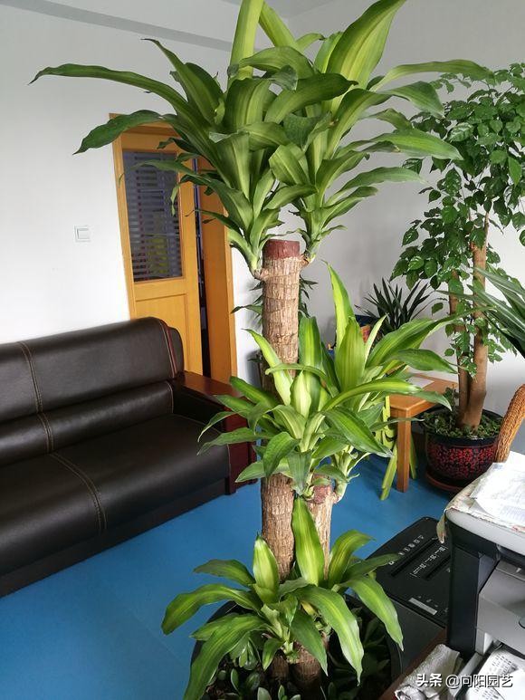 巴西木也叫"幸运木",名副其实是的网红小盆栽,株形较小适合摆放在桌子