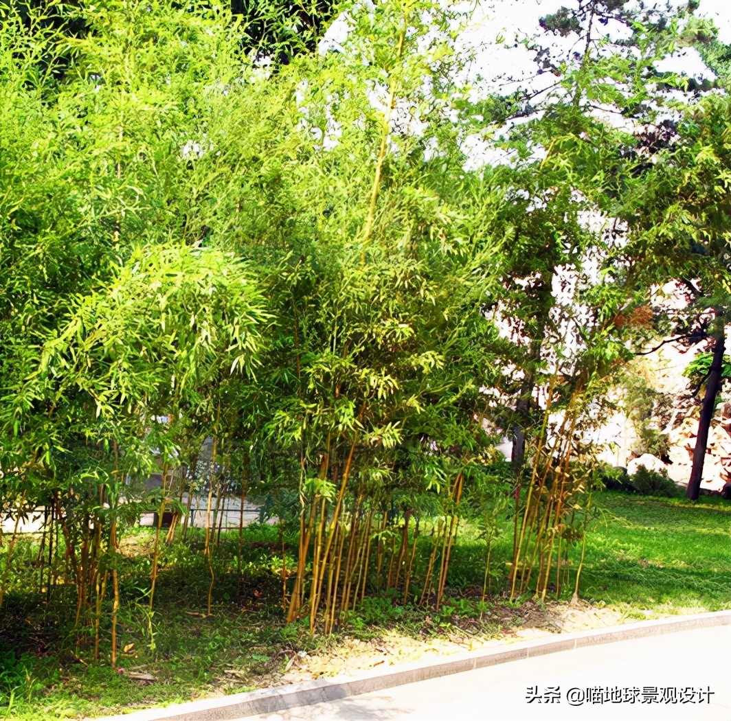 庭院景观设计:庭院中常用的几种竹子