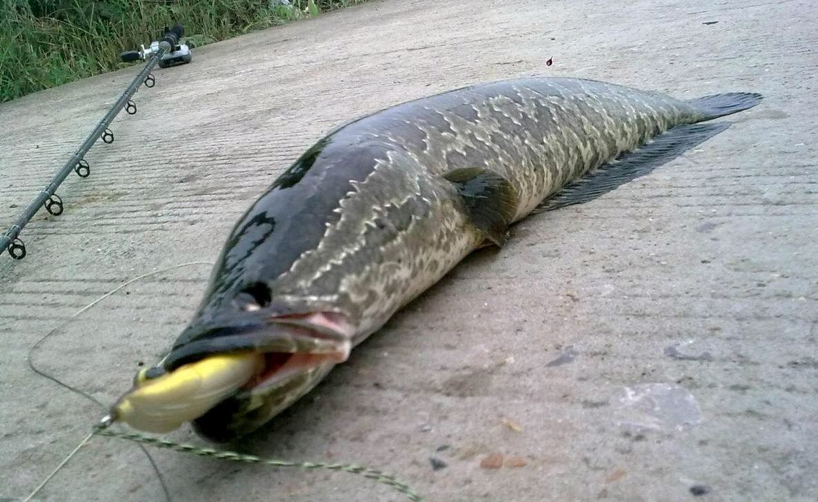 財魚,財魚湯的做法 補傷口愈合