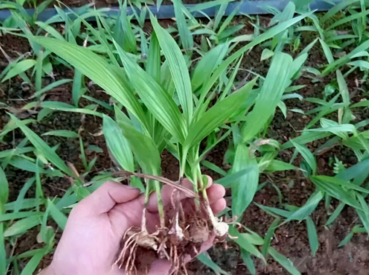 野生白芨图片(这种) - 赤虎壹号