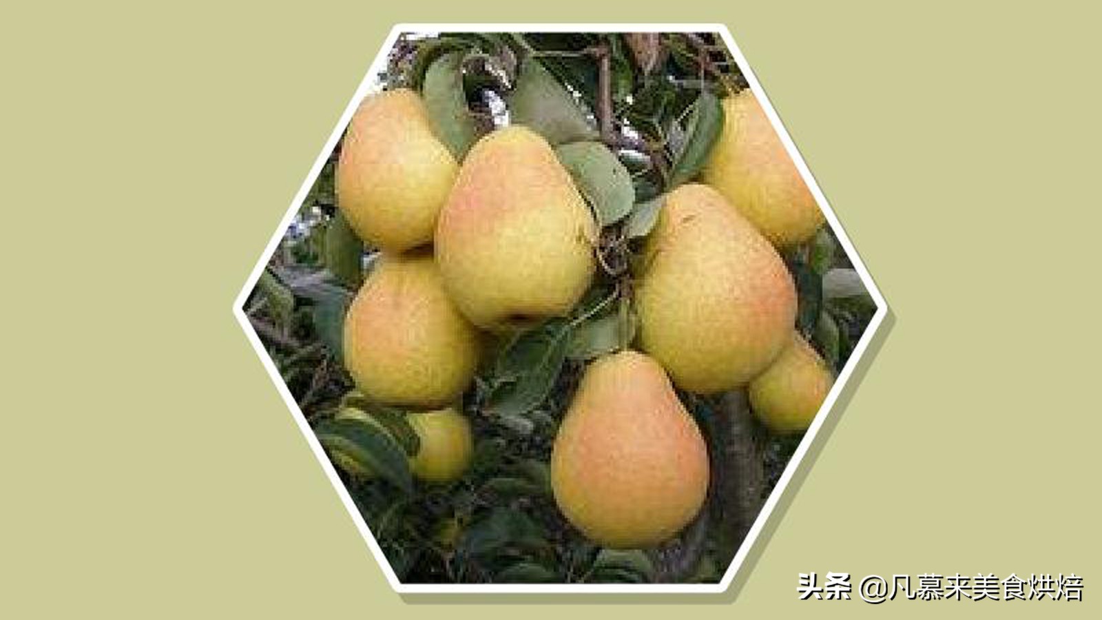 苹果梨图片（盘点全国最好吃的50种梨快收藏）