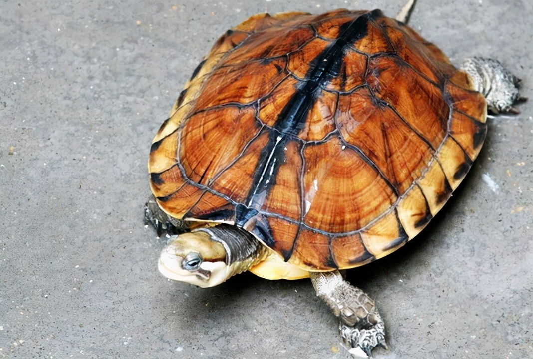 石金钱龟:曾经数百元一只,如今跌到了5元,养殖户叫苦,咋了?