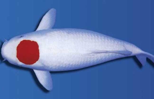 锦鲤26个品种(锦鲤26个品种花纹)-第11张图片