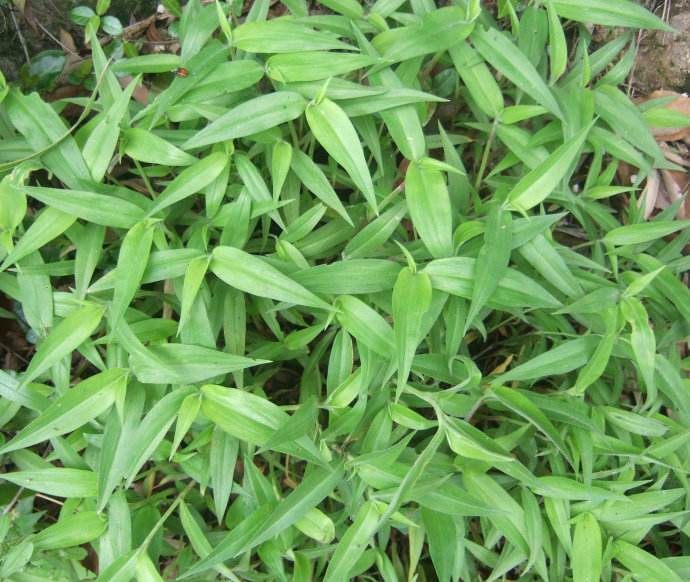 这种猪吃的"野草",现在人都开始吃,现在才知道它的价值!