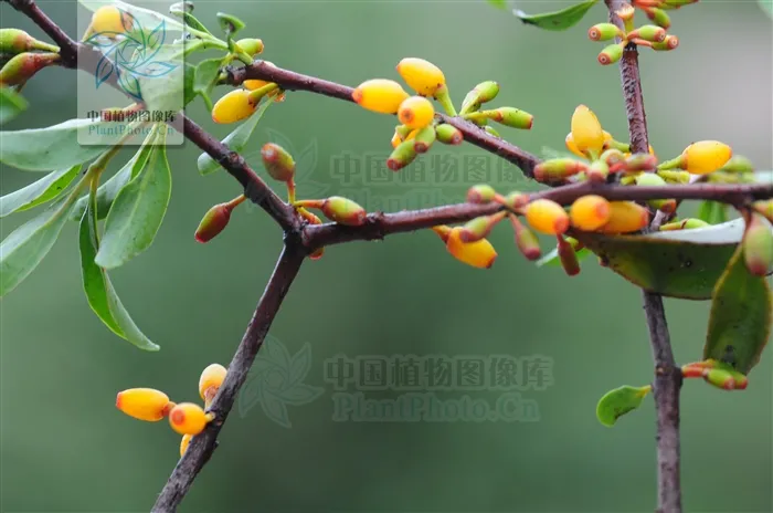 巴豆圖片(神奇的) - 赤虎壹號