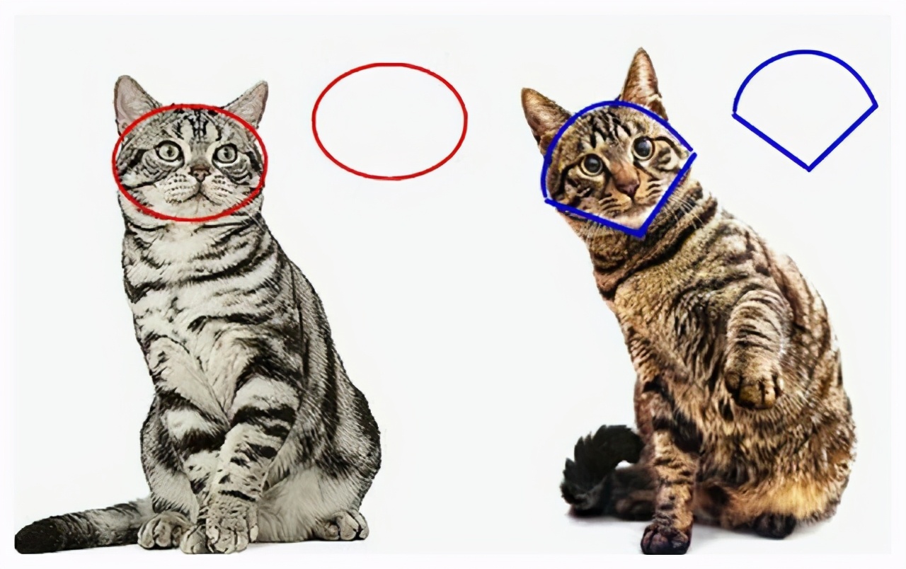 猫界中最“相似”的5对猫咪，你能分清吗？