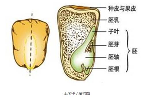 玉米种子结构图(图文讲解玉米的种子结构)