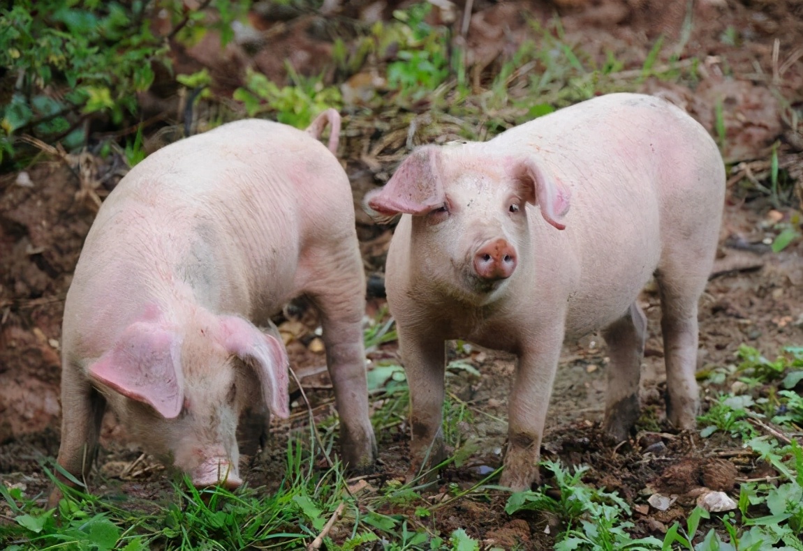 猪吃哪些蔬菜可以长肉?让我们一起了解一下吧