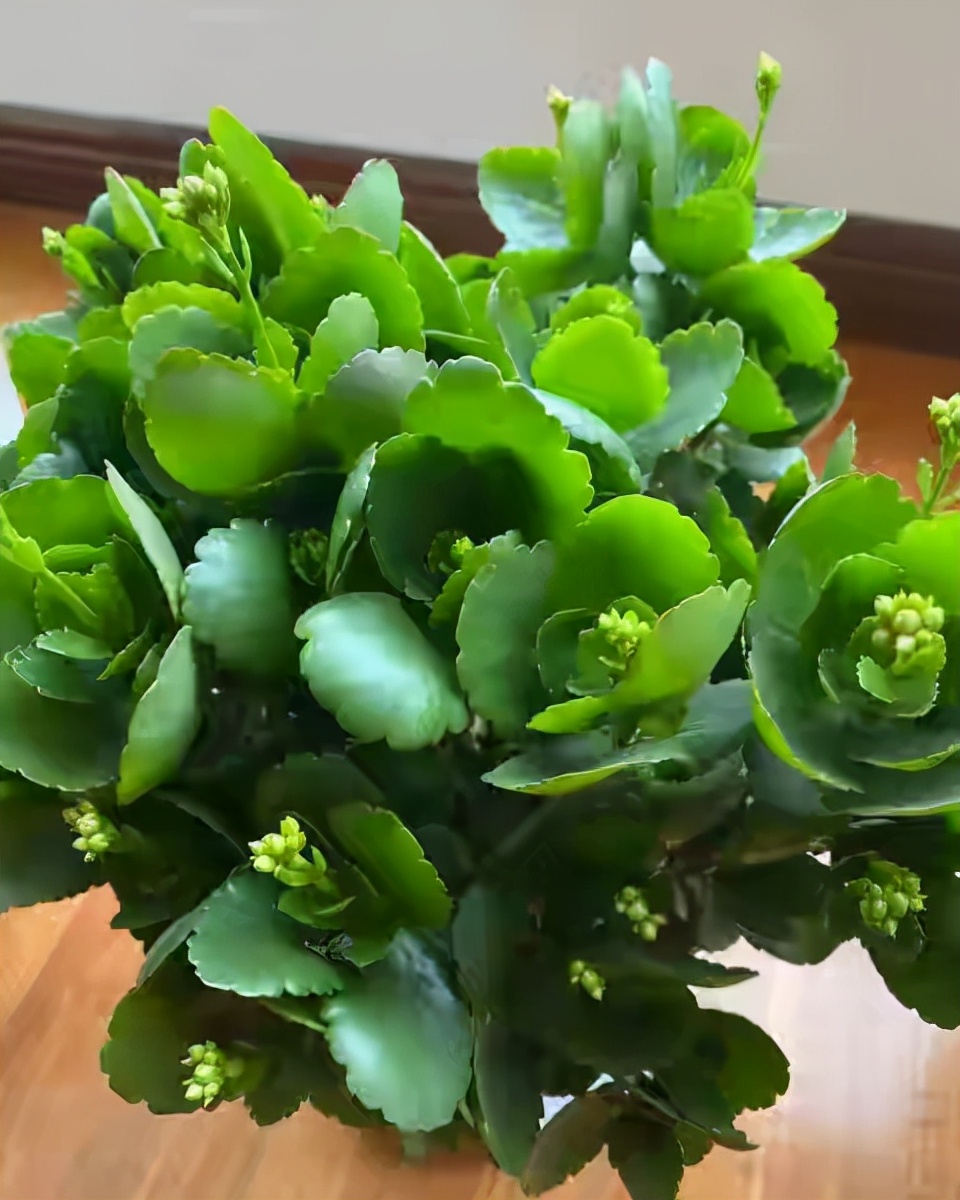 長壽花圖片,長壽花圖片大全