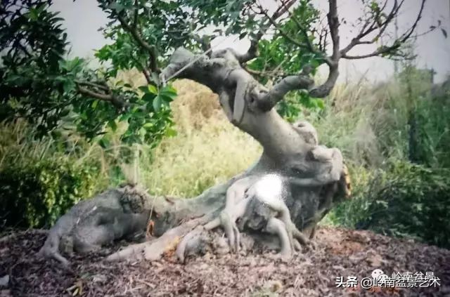 榕樹盆景圖片,榕樹盆景圖片大全欣賞