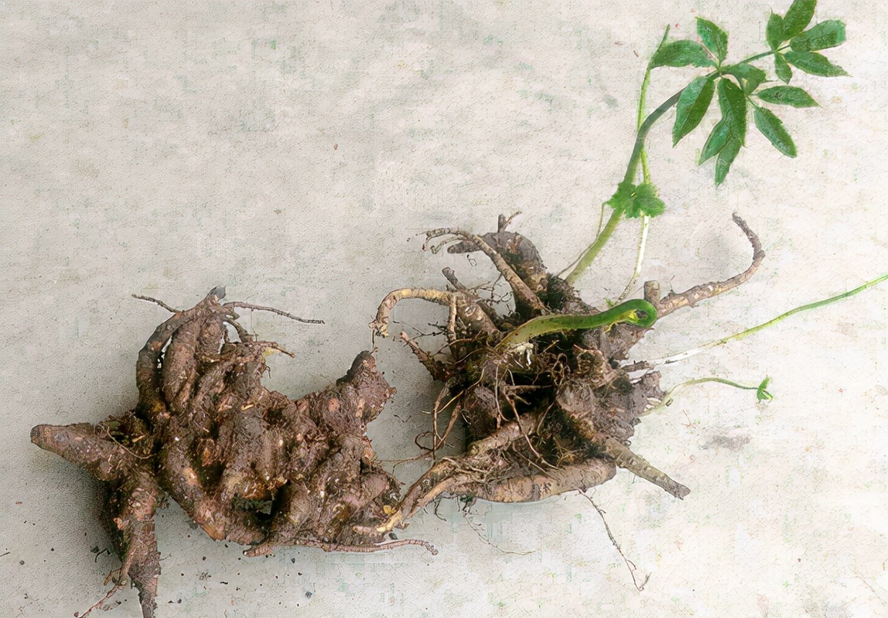 竹根七多少钱一斤(它叫"竹节参":过去没人挖,如今野生罕见了,种植的