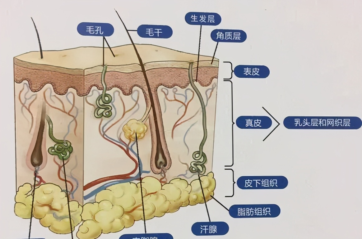 皮脂腺分泌过多