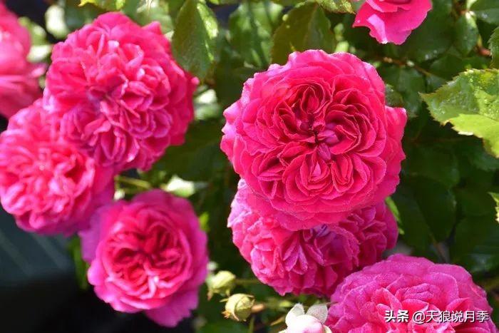 2020世界新品月季大赏，一起来看看都有哪些值得期待的新品种