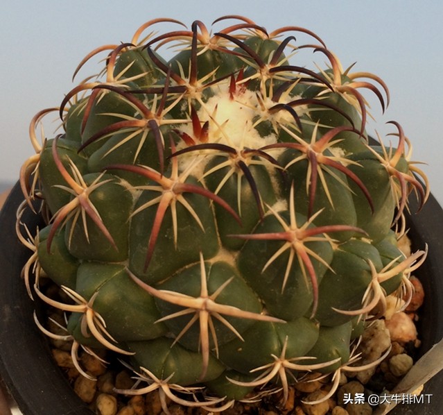 顶花球之王-----钢钉Coryphantha tripugionacantha