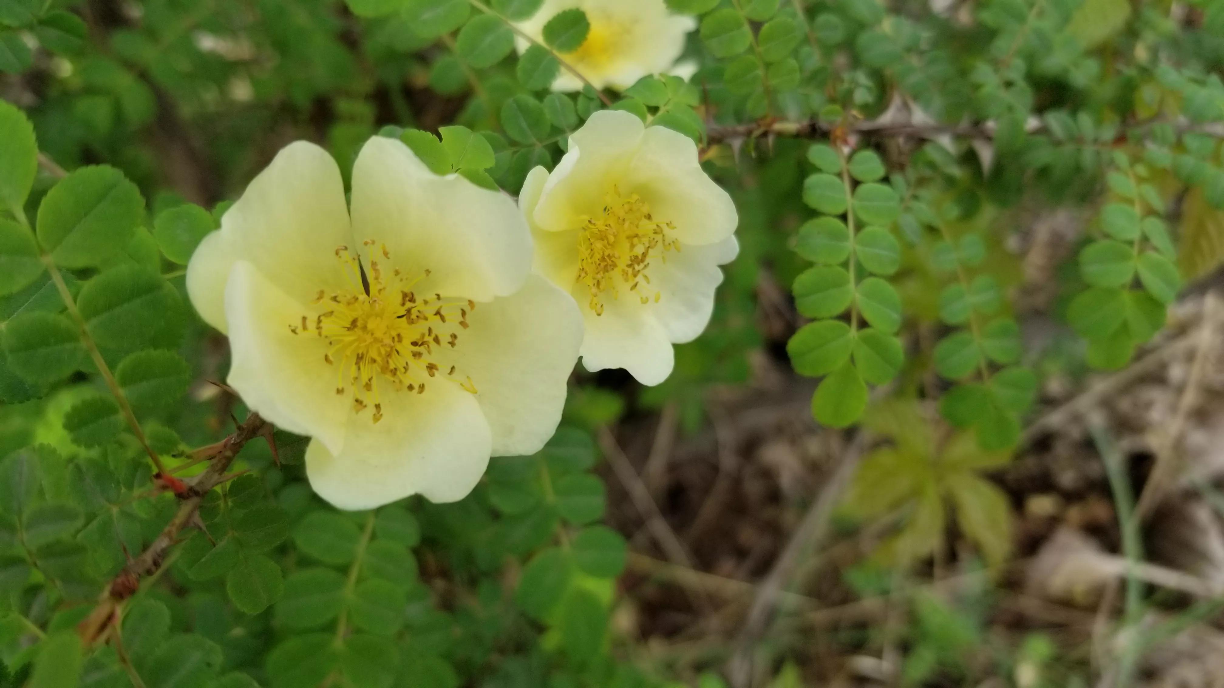 单瓣黄刺玫特点是枝杆绿色,花朵单生,重瓣,黄色.