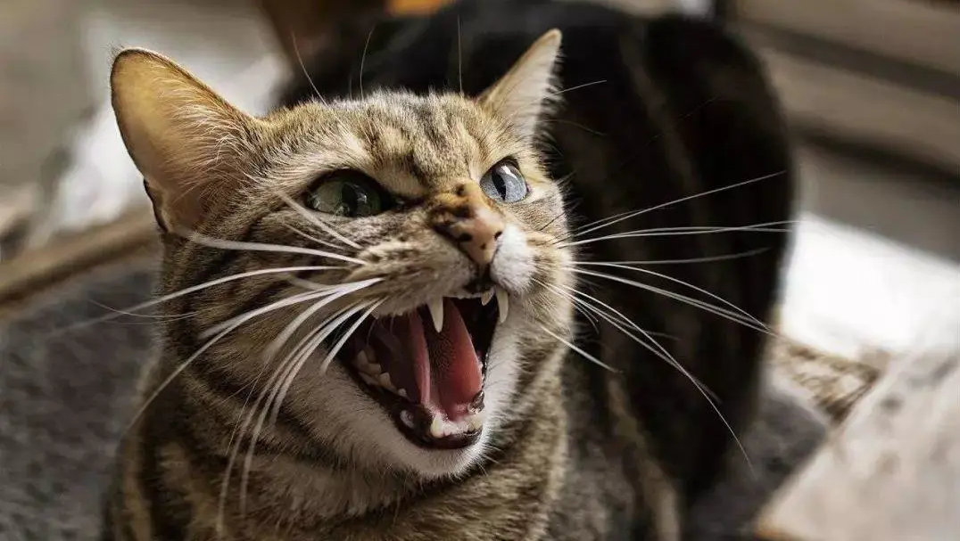 铲屎官们别再小瞧猫咪胡须的作用了