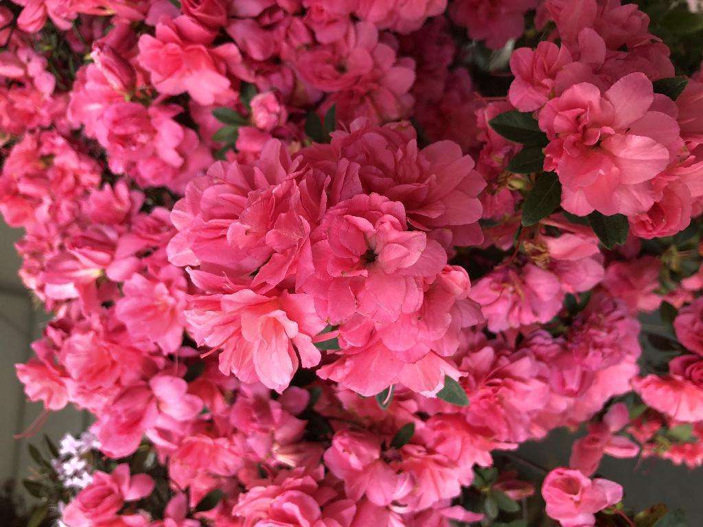 花草的图片大全（100种常见花图鉴一览表）