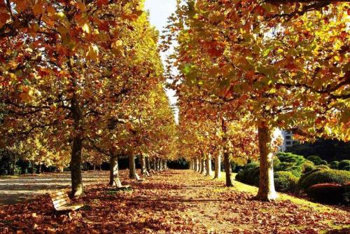 林草科普|揭秘法国梧桐的"真面目"