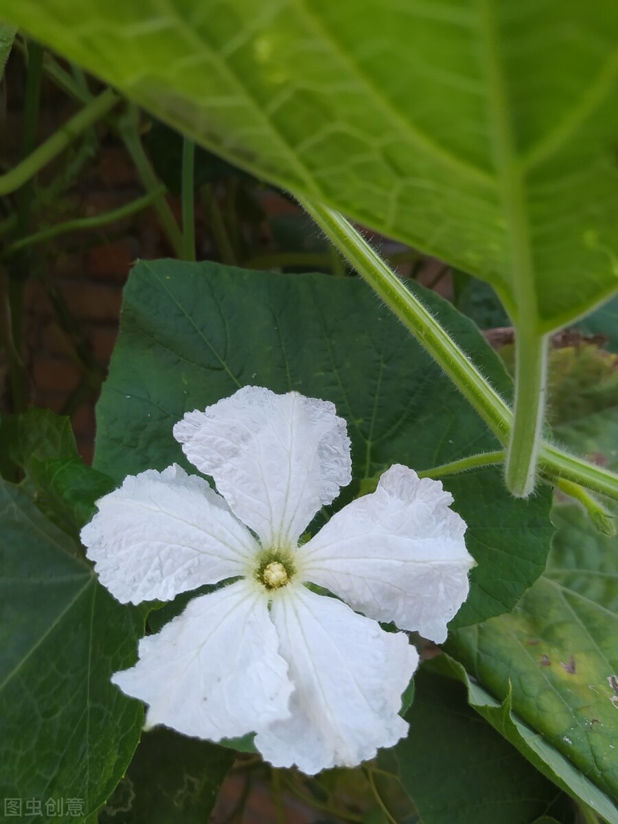 家里摆设葫芦的寓意（院子里栽种葫芦的好处寓意）