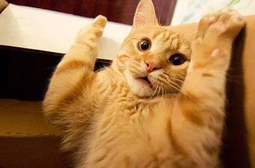 有这6种表现的猫咪，“智商”都很高，你家猫有吗？