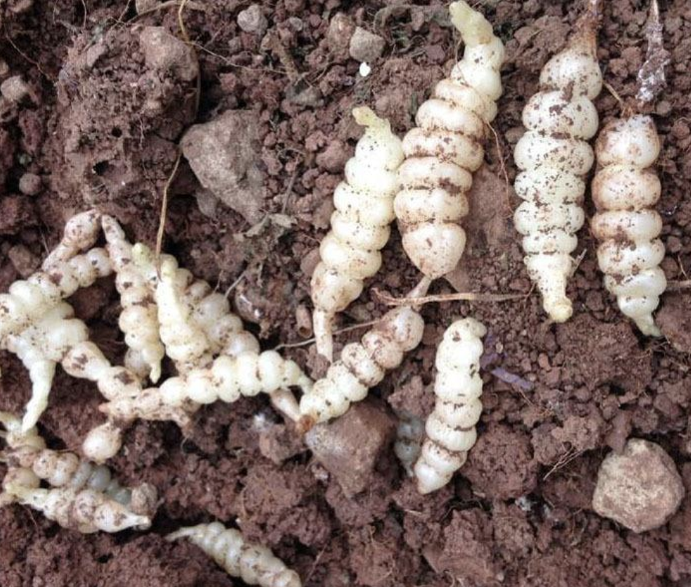 地蚕草的功效与作用-我的快乐小窝