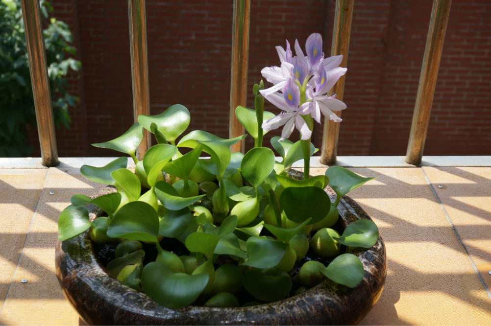 盆栽水生植物(盆栽水生植物图片) - oto联盟