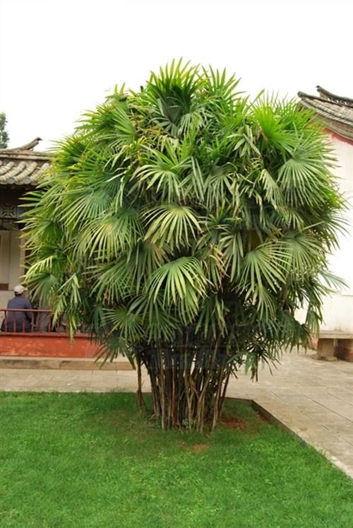树种类大全图片和名称(100种绿化树种类看你认识几种)