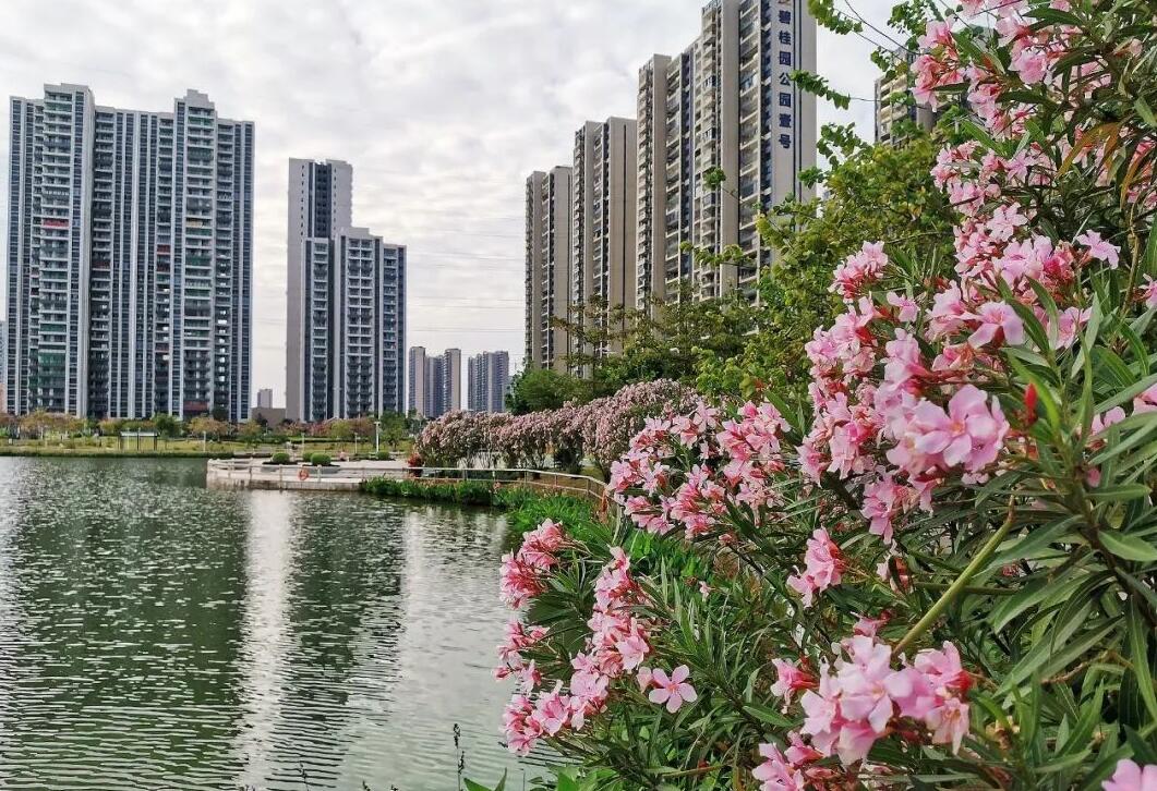 夹竹桃10片叶就可能要人命！为何还成为大城市“烂大街”的植物？