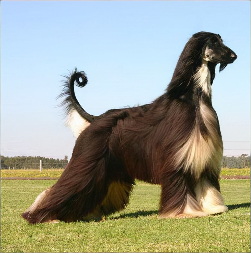 世界犬种智商排名榜前 30 名的聪明狗狗