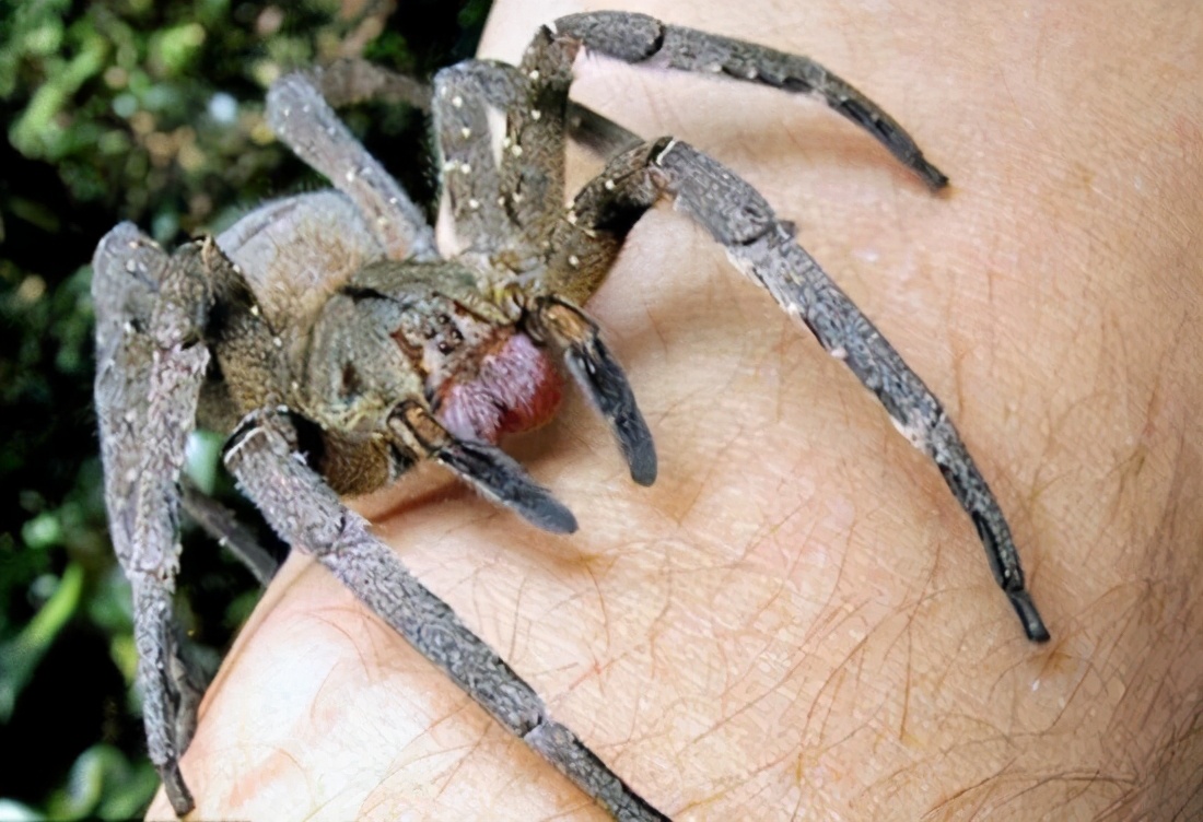 世界最毒蜘蛛，被咬男性会引起持续数小时的“生理反应”