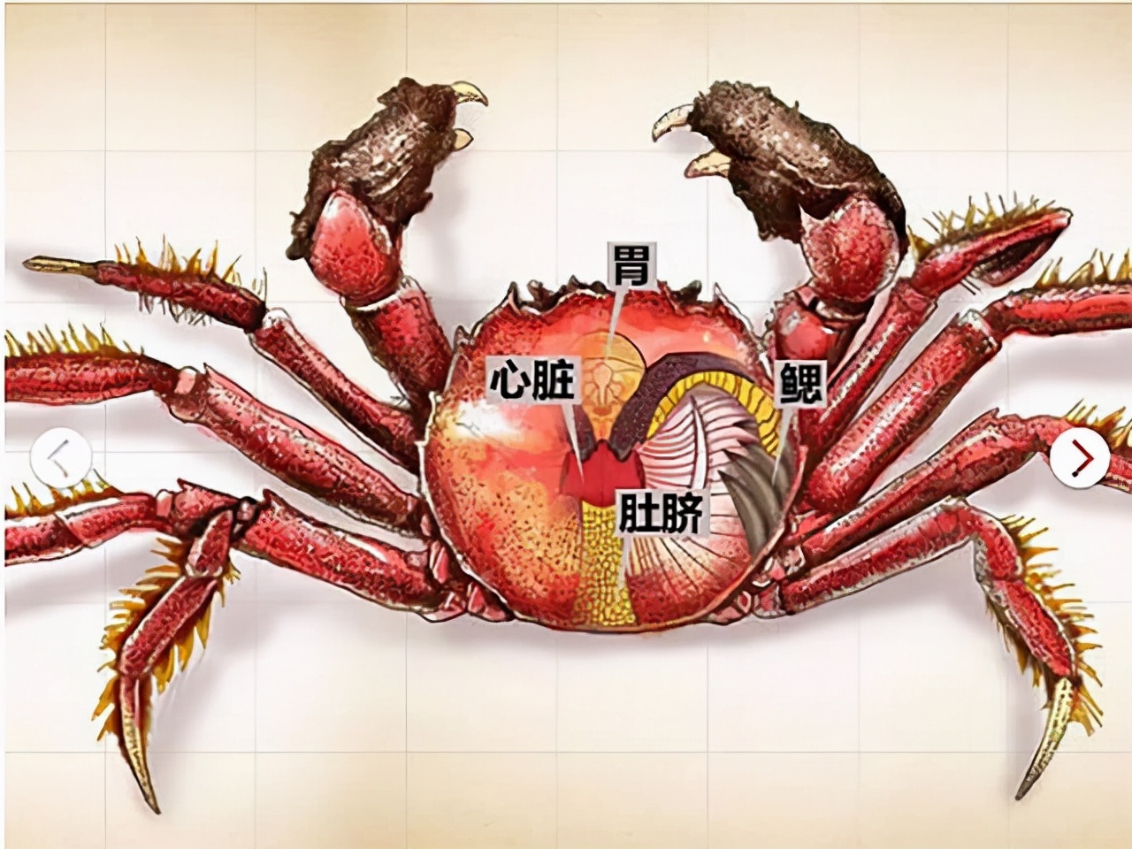 螃蟹这4个部位不能吃