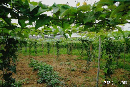 南方农村致富好项目，除了百香果，亩产10000个的罗汉果不香吗？