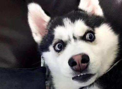 狗狗智商排行榜：最聪明与最笨的犬种排名揭晓