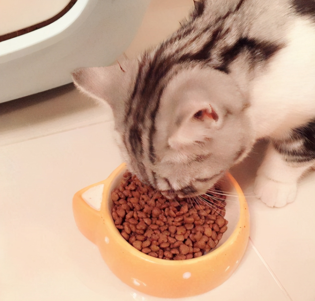 猫粮良心推荐｜6款性价比好粮