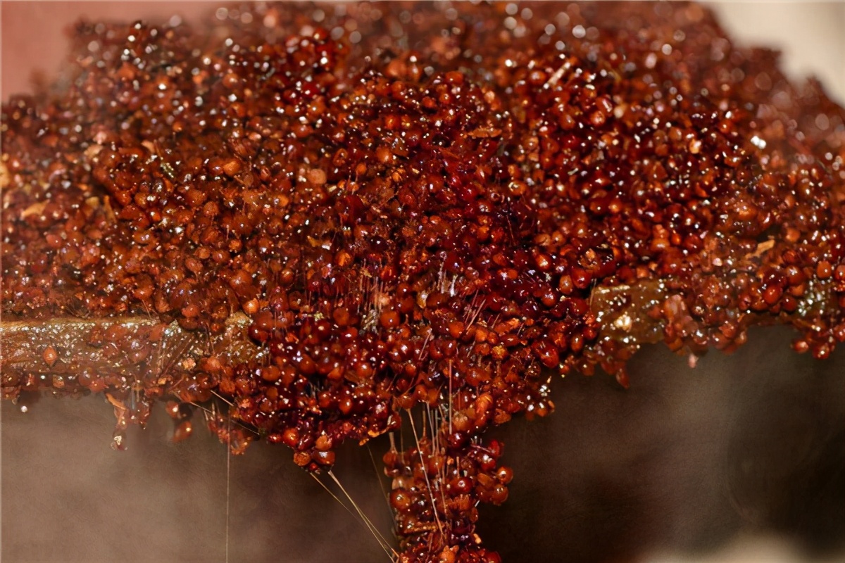 100斤高粱能酿出多少酒,能有多少利润?偷偷告诉你们真实答案