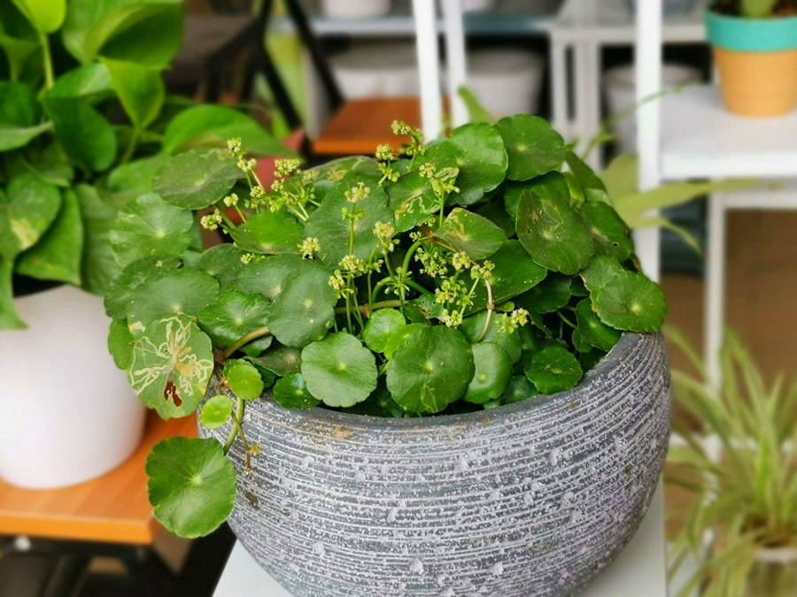 5种常见水培植物,养好有妙招,一起看一看
