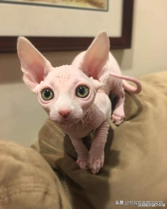 辟谣:无毛猫不是一个猫品种,也算不上是猫咪过敏者的福音