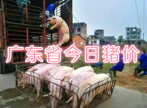 广东省今日猪价播报：2019年8月3日广东省猪价行情，上涨