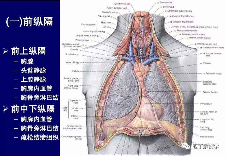 纵隔解剖 + 纵隔疾病X线诊断要点