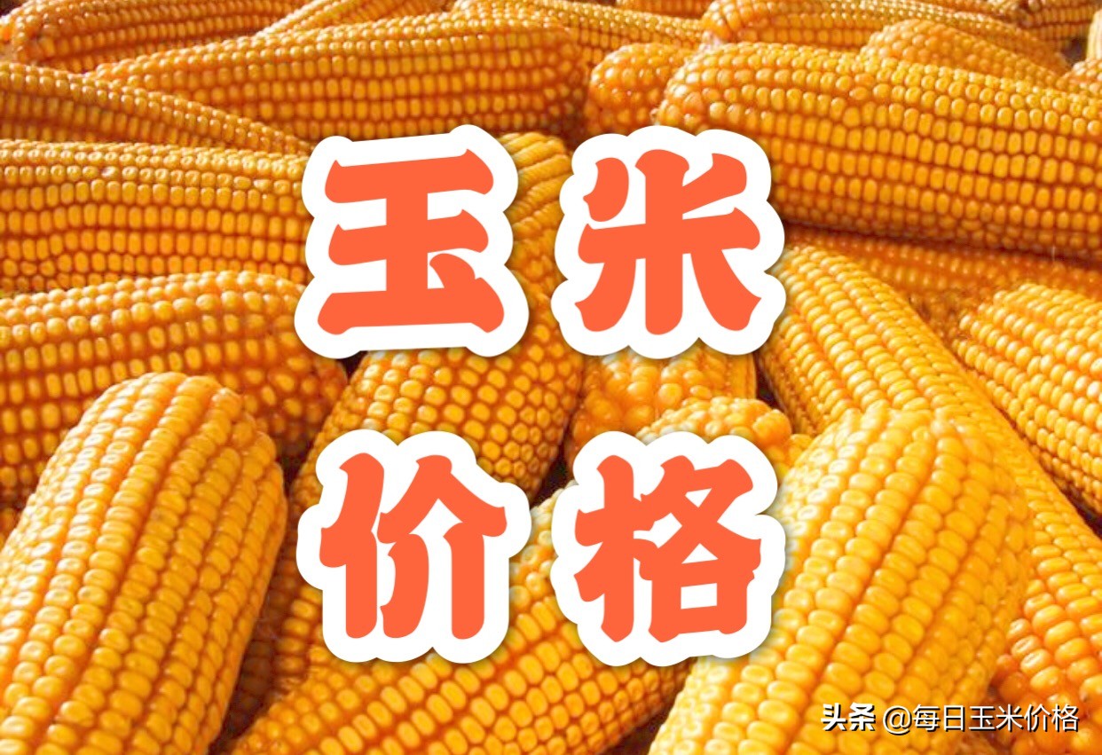 1月14日黑龙江、吉林、辽宁、内蒙、山东、河北玉米潮粮价格