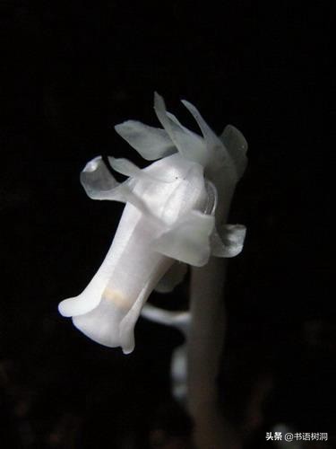 十大诅咒之花花语，除了彼岸花，你还知道几个？