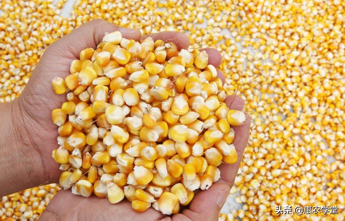 现在玉米价格多少钱一斤？还会涨吗？2021下半年玉米价格行情预测