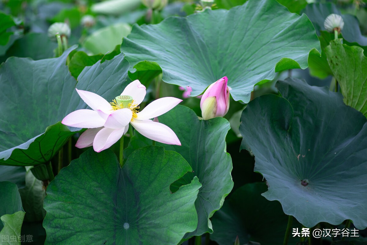 荷花有关知识及字词诗文（闲情偶寄芙蕖）