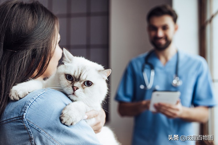 猫藓为啥久久不愈，导致猫藓的真凶是不一样的，切忌胡乱用药