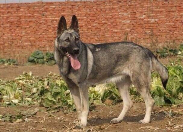 中国长毛狼犬价格中国本土的4大