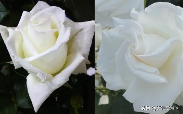 2020世界新品月季大赏，一起来看看都有哪些值得期待的新品种